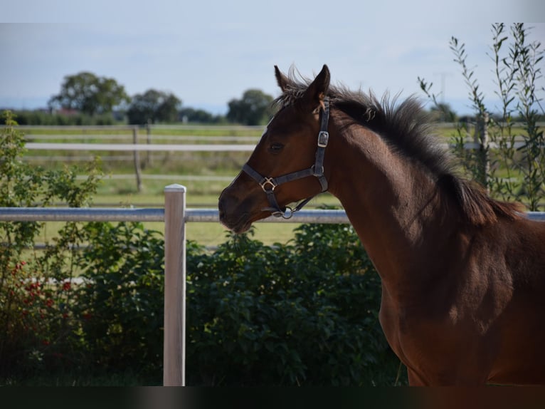 Westphalian Mare  Brown in Meckenheim