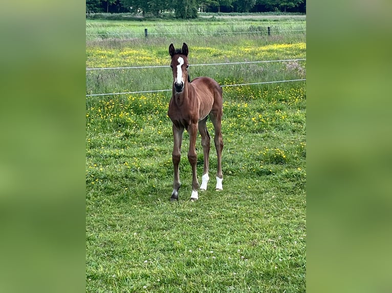 Westphalian Mare  Brown in Gronau (Westfalen)