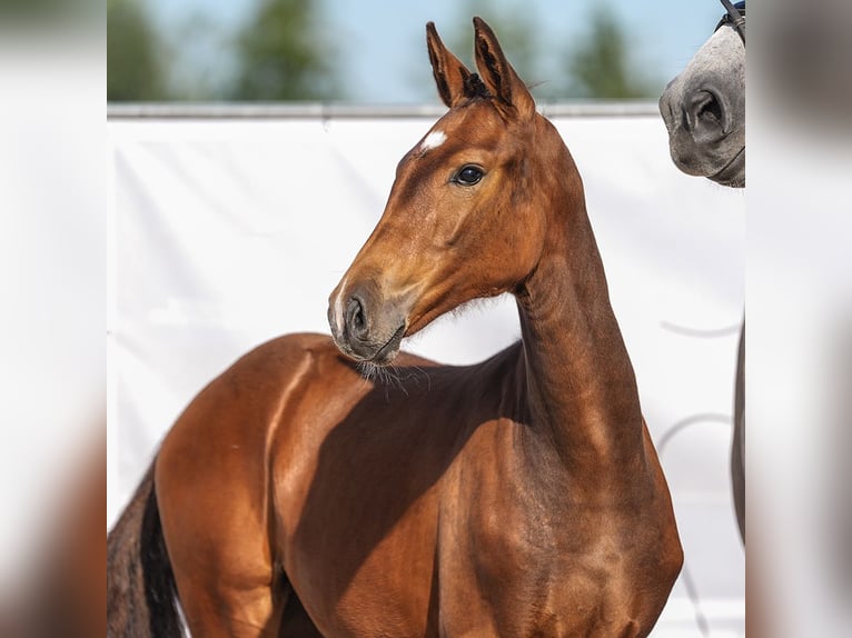 Westphalian Mare Foal (03/2024) Brown in Havixbeck