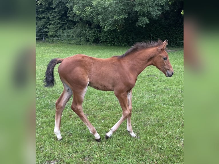 Westphalian Mare Foal (04/2025) Brown in H&#xF6;rstel