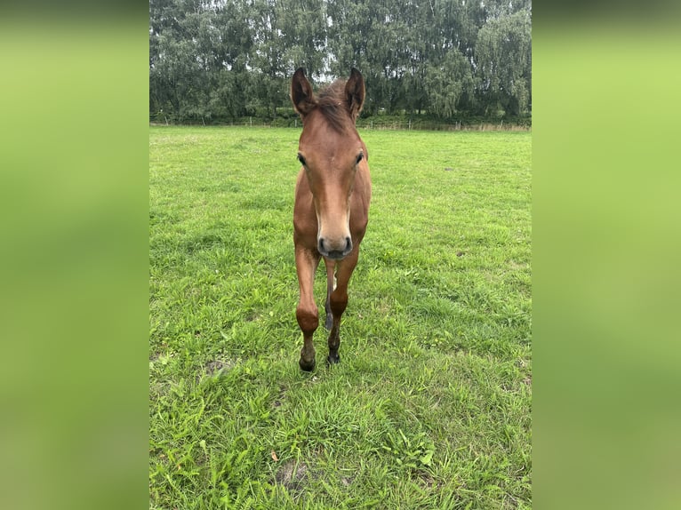 Westphalian Mare Foal (04/2025) Brown in H&#xF6;rstel