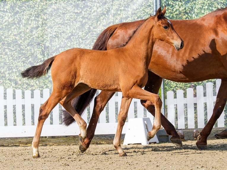 Westphalian Mare Foal (04/2026) Brown in Mnster-Handorf