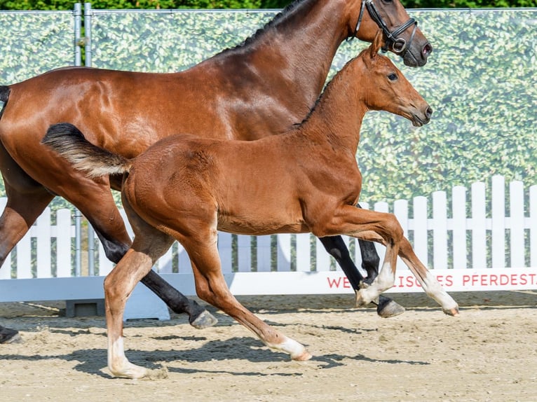 Westphalian Mare Foal (05/2026) Brown in Mnster-Handorf