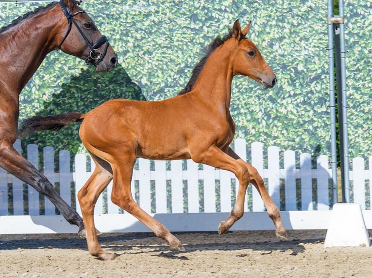 Westphalian Mare Foal (06/2026) Brown in Mnster-Handorf