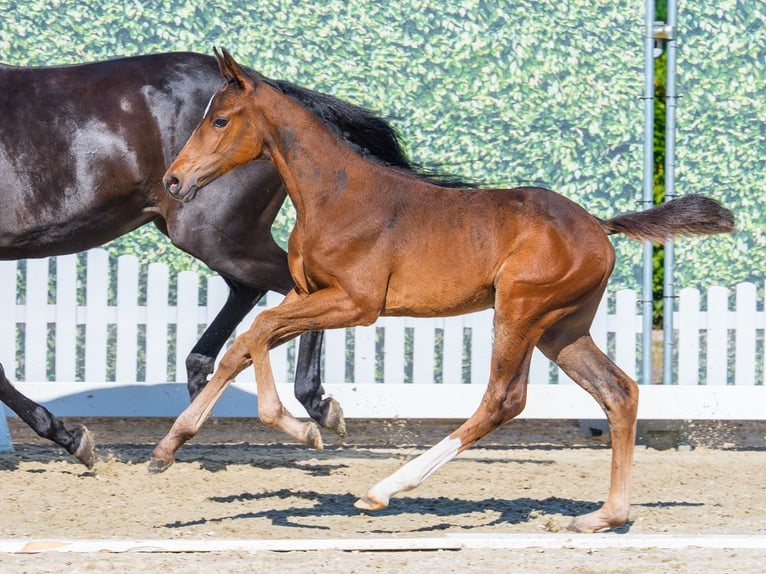Westphalian Mare Foal (06/2026) Brown in Mnster-Handorf