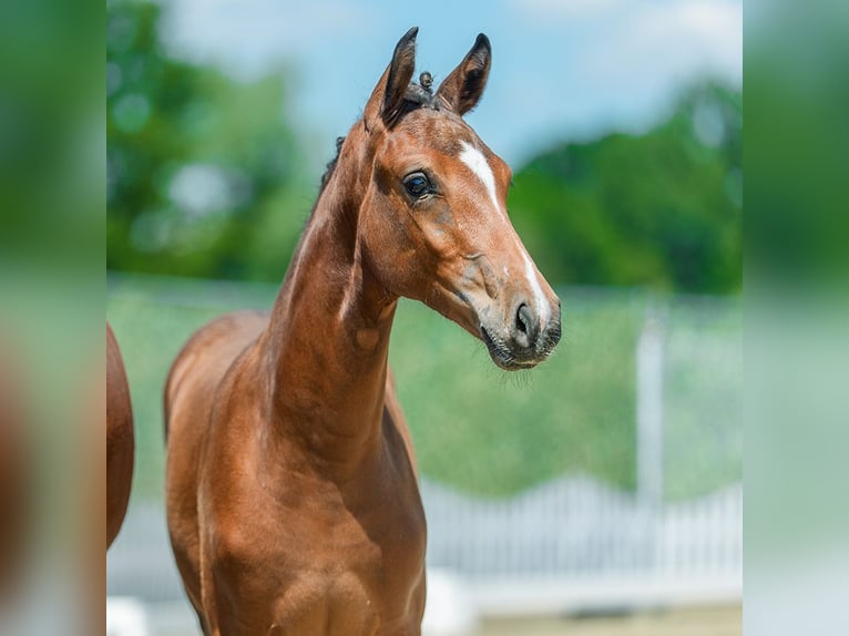 Westphalian Mare Foal (02/2026) Brown in Mnster-Handorf