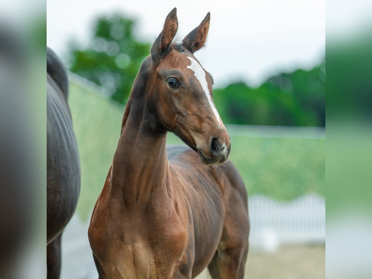 Westphalian Mare Foal (05/2026) Brown in Mnster-Handorf