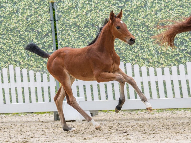 Westphalian Mare Foal (04/2026) Brown in Mnster-Handorf