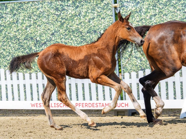 Westphalian Mare Foal (04/2026) Brown in Mnster-Handorf