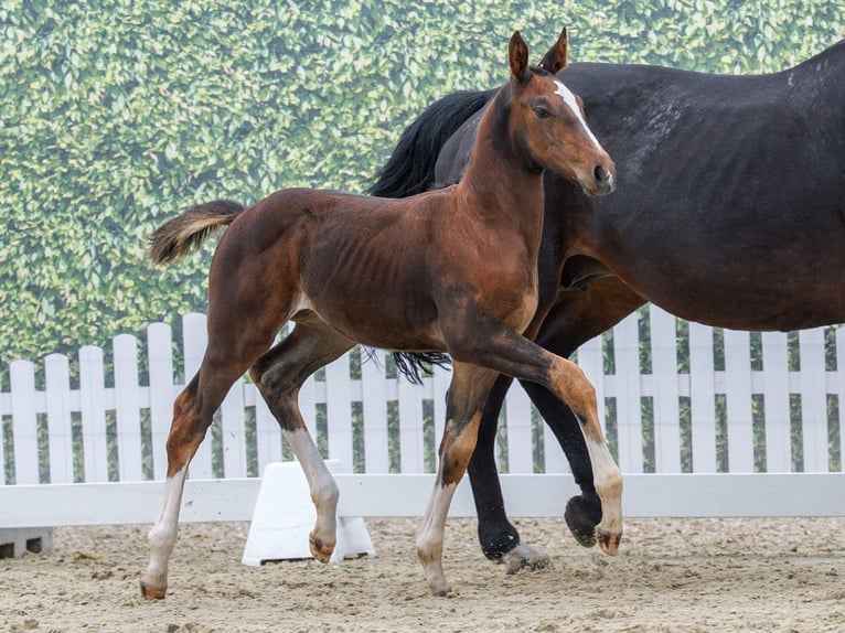 Westphalian Mare Foal (05/2026) Brown in Mnster-Handorf