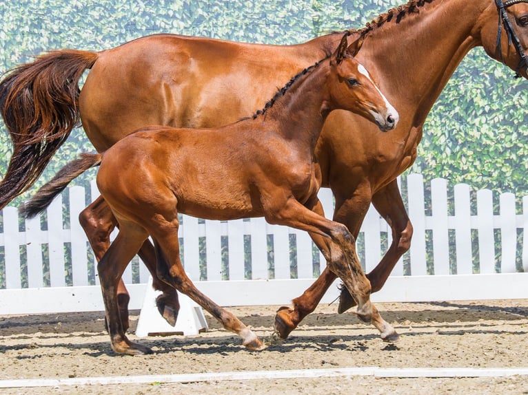 Westphalian Mare Foal (05/2026) Brown in Mnster-Handorf