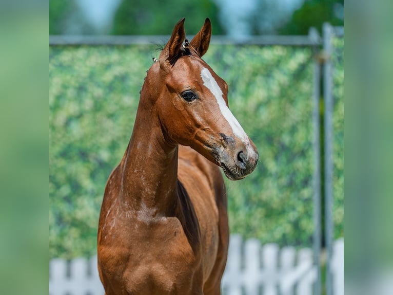 Westphalian Mare Foal (04/2026) Brown in Mnster-Handorf