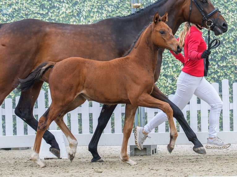 Westphalian Mare Foal (03/2026) Brown in Mnster-Handorf