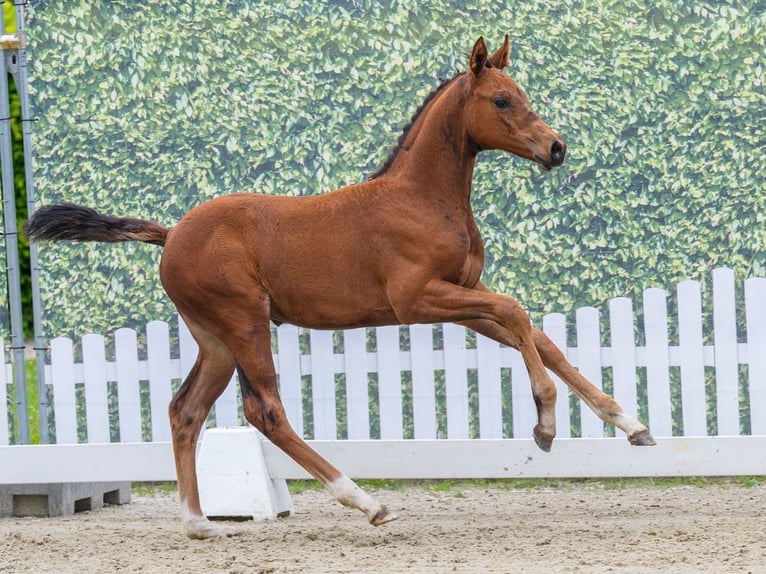 Westphalian Mare Foal (03/2026) Brown in Mnster-Handorf