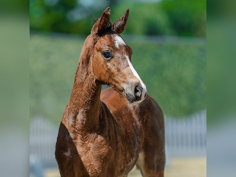 Westphalian Mare Foal (05/2026) Brown in Mnster-Handorf