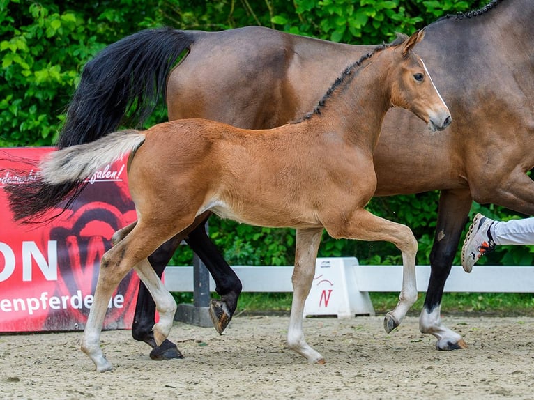Westphalian Mare Foal (04/2026) Brown in Mnster-Handorf