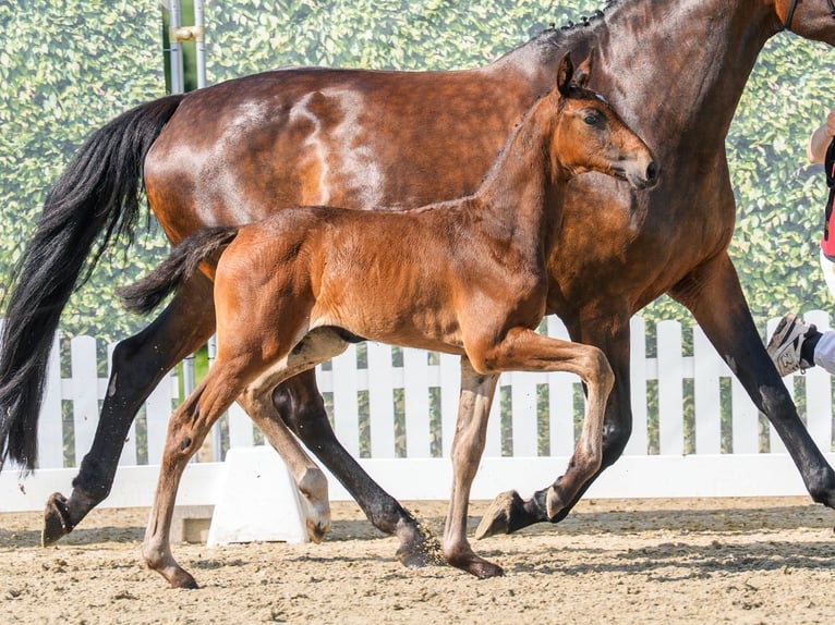 Westphalian Mare Foal (05/2026) Brown in Mnster-Handorf