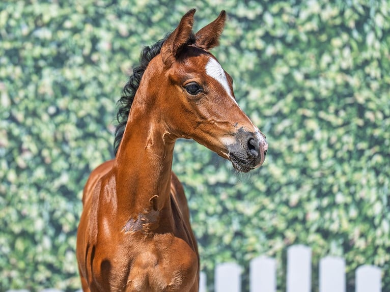Westphalian Mare  Brown in M&#xFC;nster Handorf