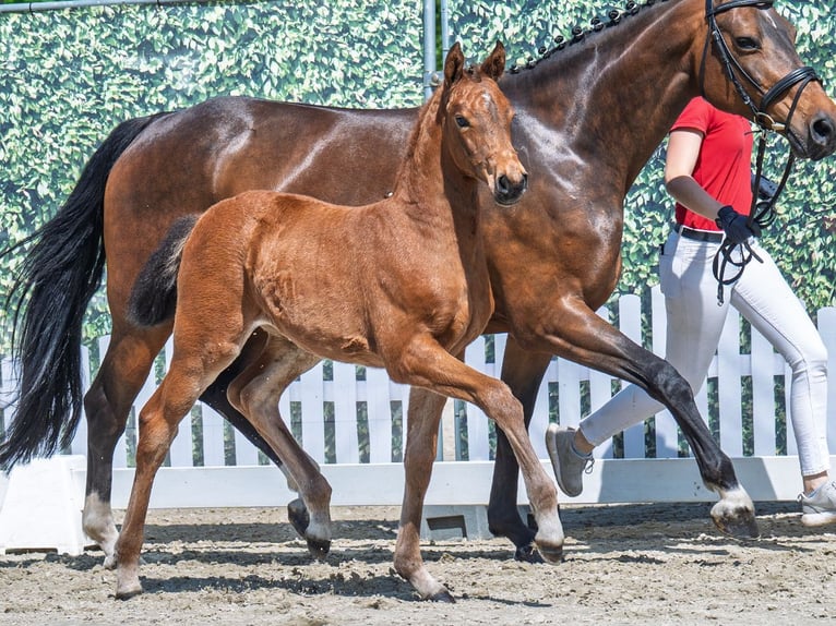 Westphalian Mare  Brown in M&#xFC;nster Handorf