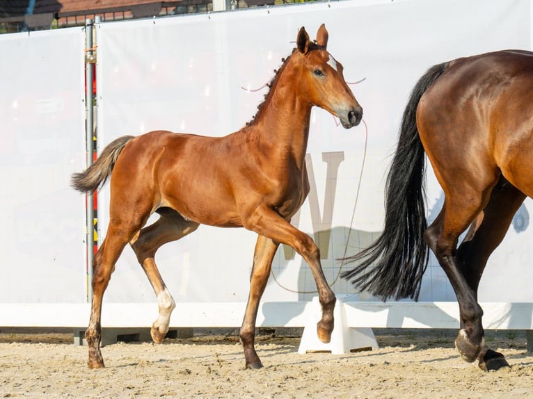 Westphalian Mare Foal (05/2024) Brown in Münster-Handorf