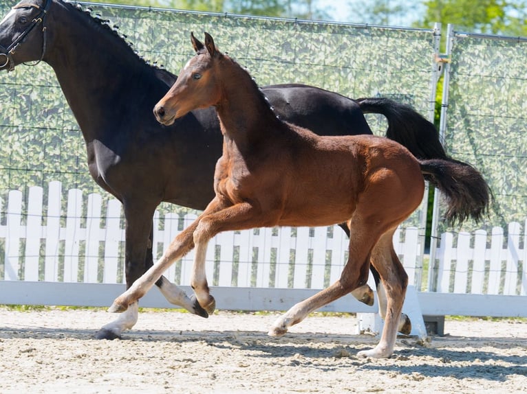 Westphalian Mare Foal (02/2026) Brown in Münster-Handorf