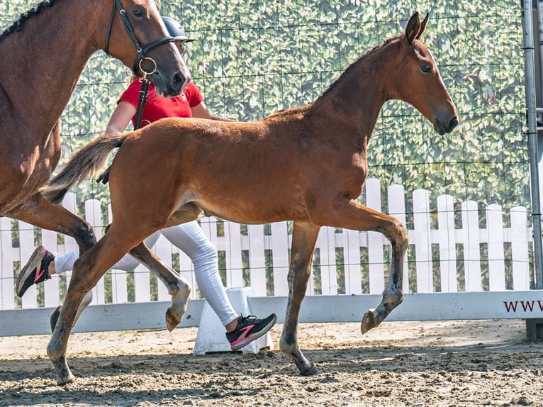 Westphalian Mare Foal (05/2025) Brown in M&#xFC;nster-Handorf