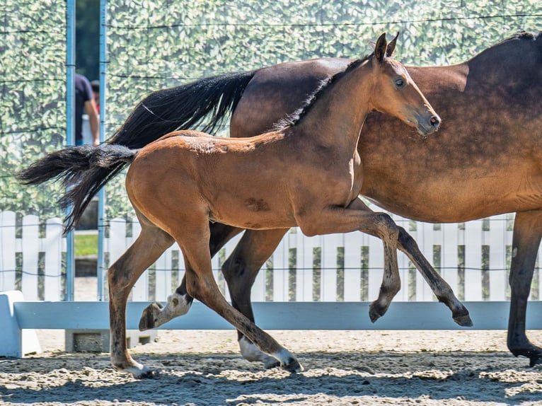 Westphalian Mare  Brown in M&#xFC;nster Handorf