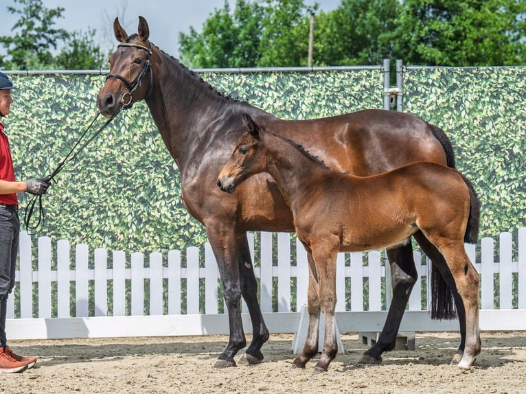 Westphalian Mare  Brown in M&#xFC;nster Handorf