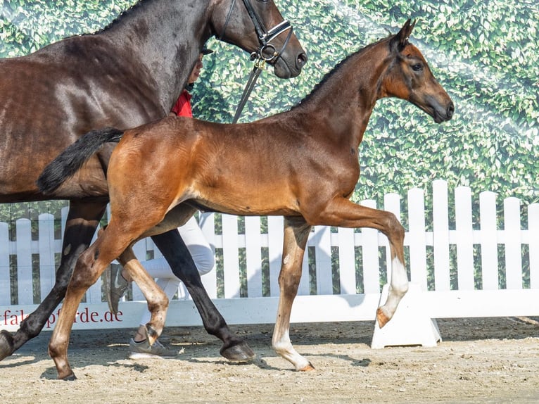 Westphalian Mare Foal (06/2025) Brown in M&#xFC;nster-Handorf