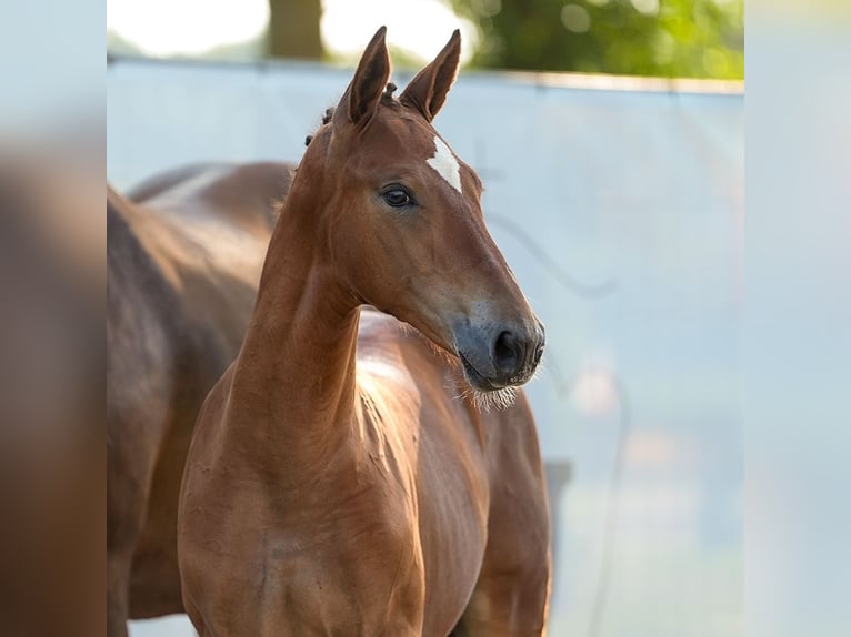 Westphalian Mare Foal (05/2024) Brown in Münster-Handorf