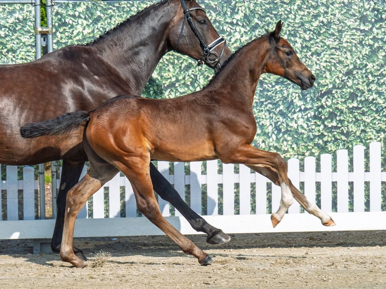 Westphalian Mare Foal (06/2025) Brown in M&#xFC;nster-Handorf