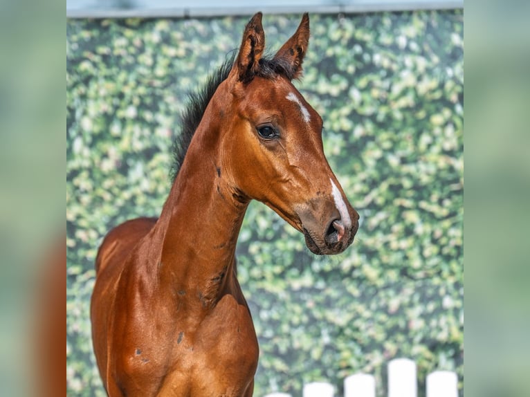 Westphalian Mare Foal (06/2025) Brown in M&#xFC;nster-Handorf