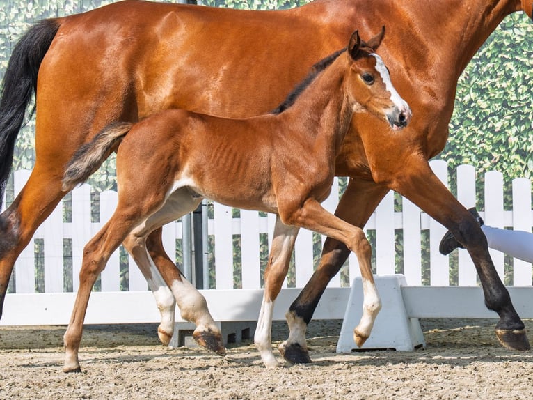 Westphalian Mare Foal (05/2025) Brown in M&#xFC;nster-Handorf