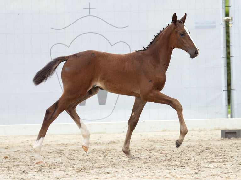 Westphalian Mare Foal (06/2024) Brown in Münster-Handorf