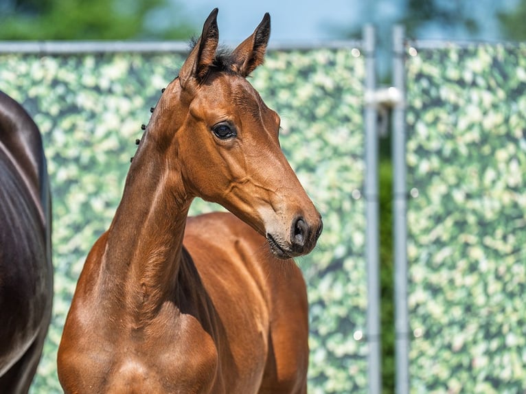 Westphalian Mare  Brown in M&#xFC;nster Handorf