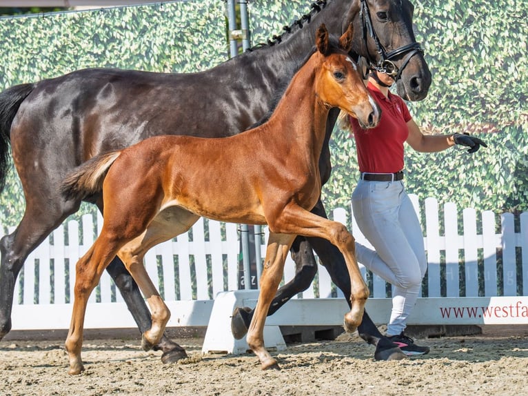 Westphalian Mare Foal (06/2025) Brown in M&#xFC;nster-Handorf