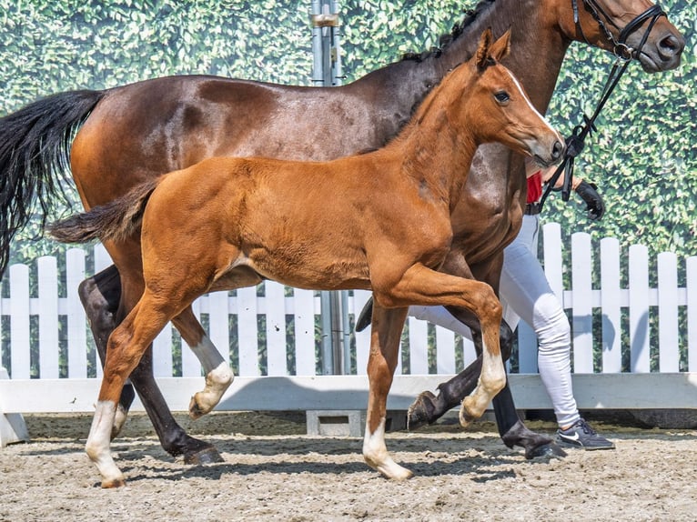 Westphalian Mare  Brown in M&#xFC;nster Handorf