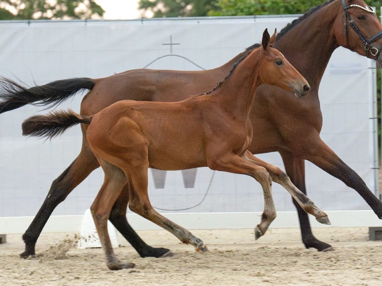 Westphalian Mare Foal (05/2024) Brown in Münster-Handorf