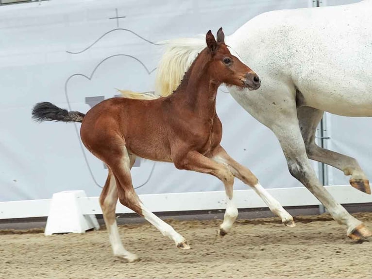 Westphalian Mare Foal (05/2024) Brown in Münster-Handorf