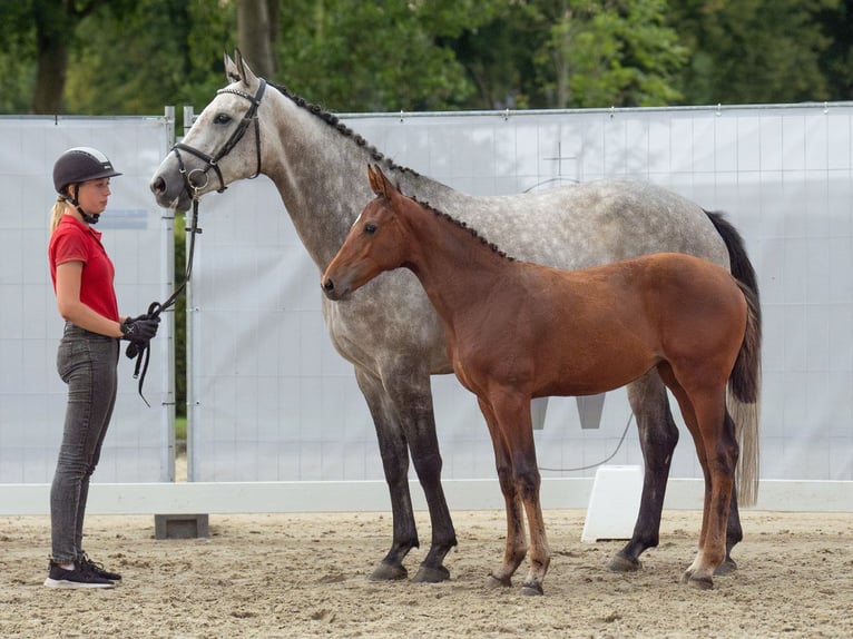 Westphalian Mare Foal (04/2024) Brown in Münster-Handorf