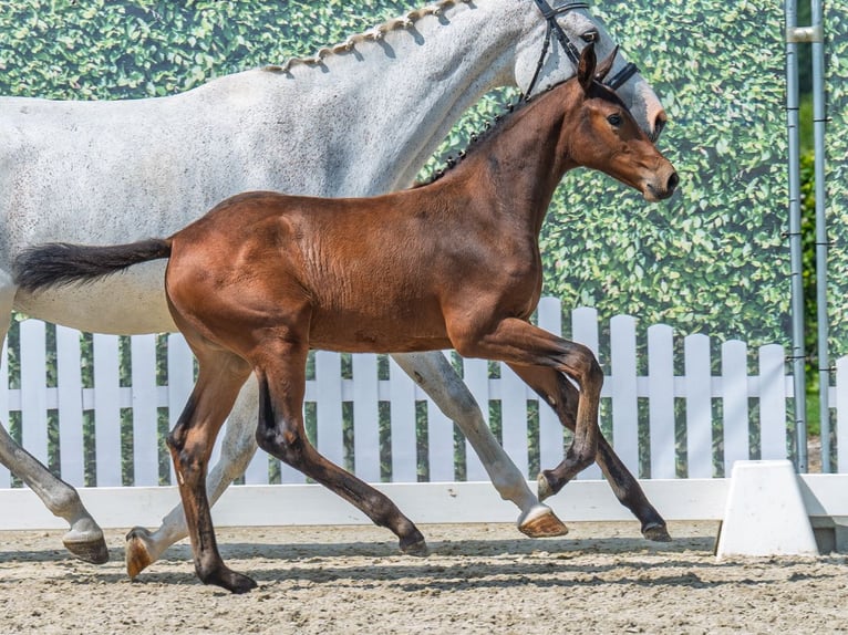 Westphalian Mare  Brown in M&#xFC;nster Handorf