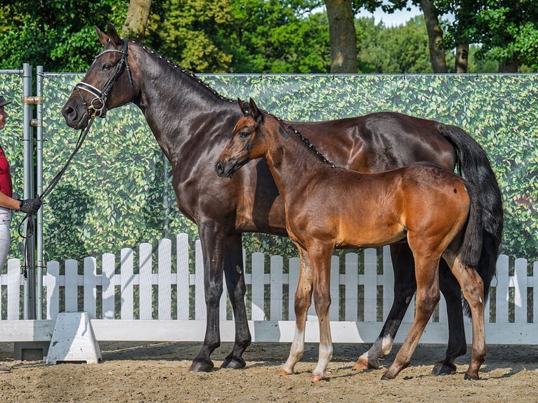 Westphalian Mare Foal (06/2025) Brown in M&#xFC;nster-Handorf