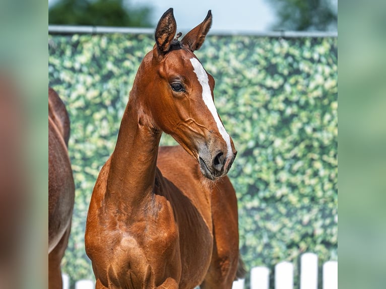 Westphalian Mare Foal (05/2025) Brown in M&#xFC;nster-Handorf