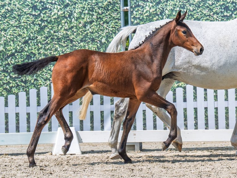 Westphalian Mare  Brown in M&#xFC;nster Handorf