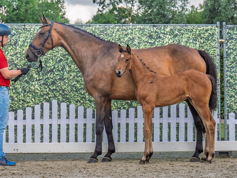 Westphalian Mare  Brown in M&#xFC;nster Handorf