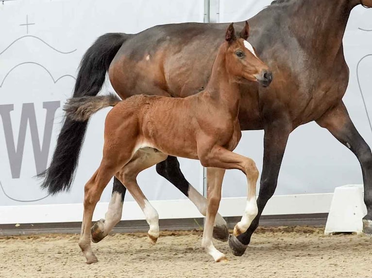 Westphalian Mare Foal (05/2024) Brown in Münster-Handorf