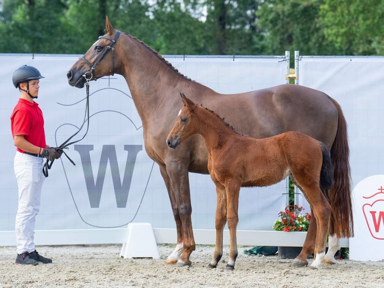Westphalian Mare Foal (06/2023) Brown in Münster-Handorf