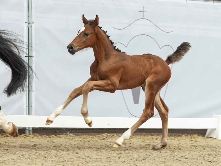 Westphalian Mare Foal (05/2024) Brown in Münster-Handorf