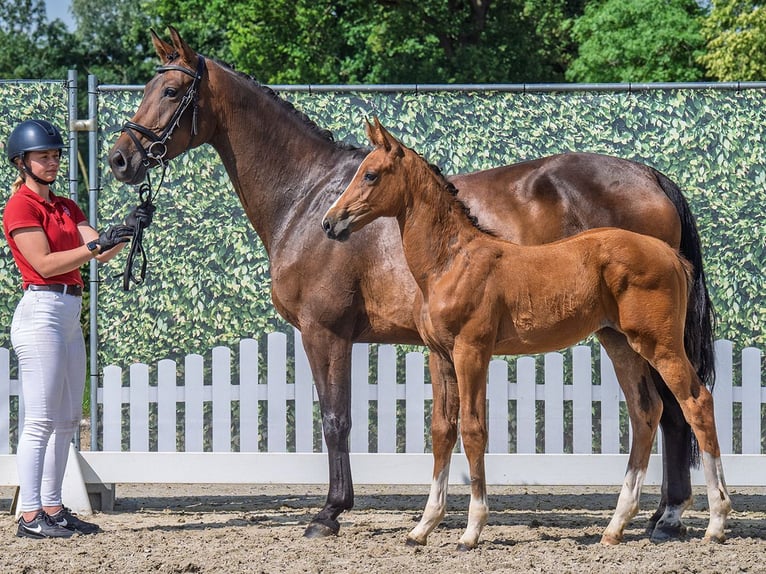 Westphalian Mare  Brown in M&#xFC;nster Handorf