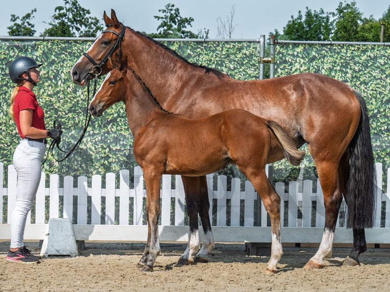 Westphalian Mare Foal (05/2025) Brown in M&#xFC;nster-Handorf